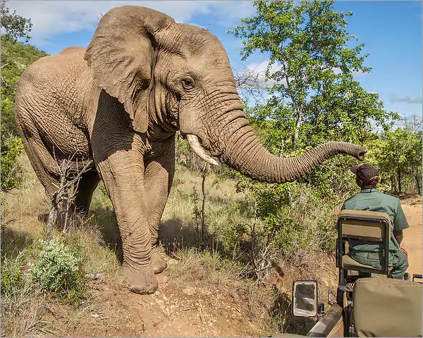 The African elephant - Kruger Park Big 5 The African elephant - Kruger Park Big 5